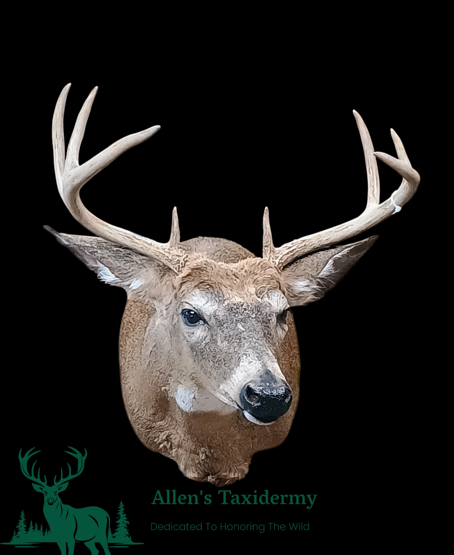 Allen's Taxidermy | Expert Wildlife Preservation